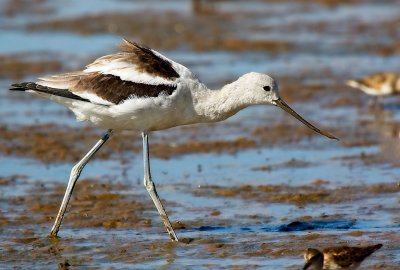 American Avocet