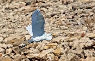Great Egret