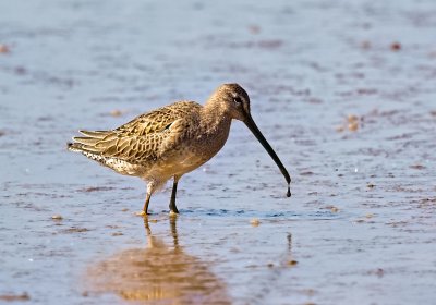 Long-billed Dowitcher