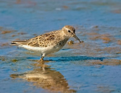 Least Sandpiper
