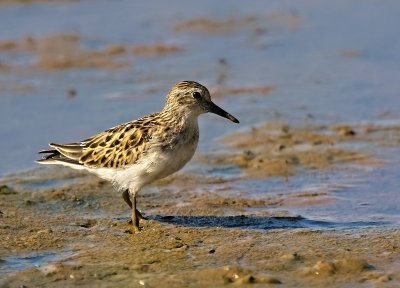 Least Sandpiper