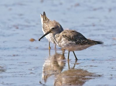 Stilt Sandpiper