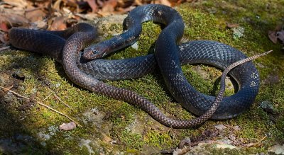 Eastern Coachwhip