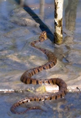 Diamondback Watersnake