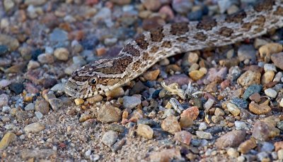 Prairie Rat Snake