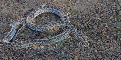 Prairie Rat Snake
