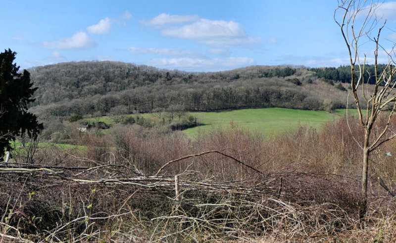 Haugh Wood near Hereford.