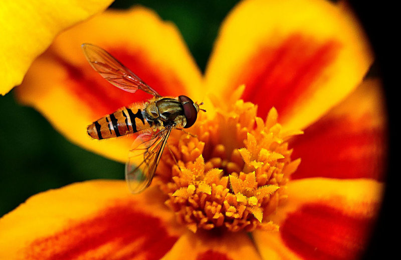 Hoverfly.