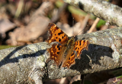 Comma.