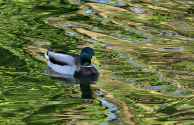 Mallard.