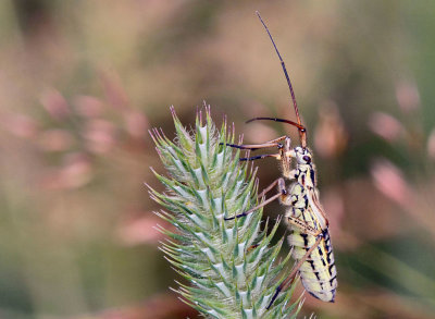 Common meadow plant bug (leptopterna dolabrata).
