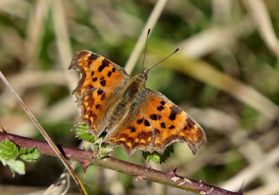 Comma.