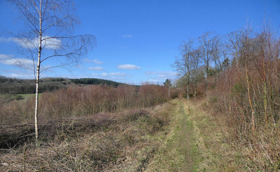 Haugh Wood near Hereford.