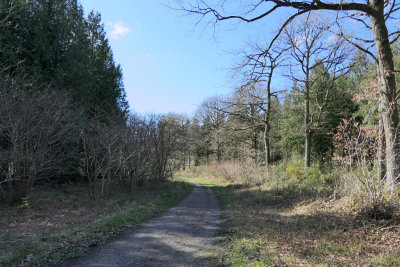 Haugh Wood near Hereford.