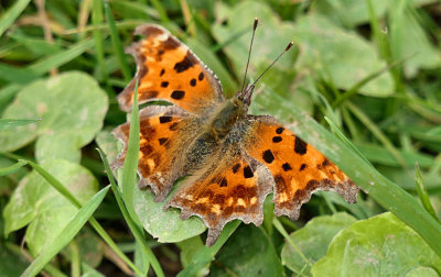 Comma.