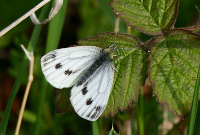 Green-veined White.