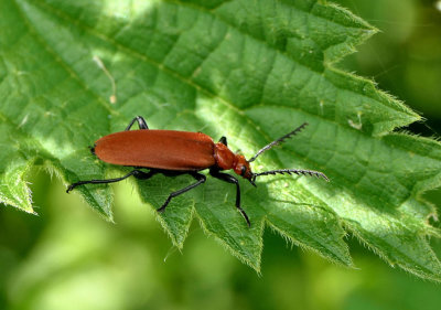 Cardinal Beetle - (Pyrochroa serraticornis).