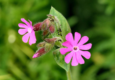 Red Campion - (Silene dioica).