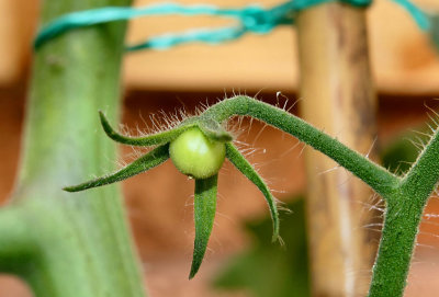 My first Tomato has set.