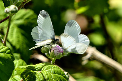 Wood White Butterflies.