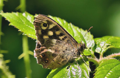 Speckled Wood Butterfly.