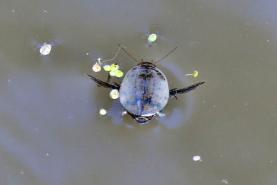 Diving Beetle.