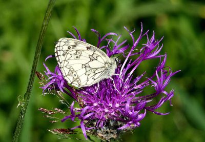 Marbled White.