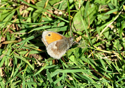 Small Heath.