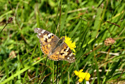 Painted Lady.