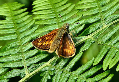 Large Skipper.