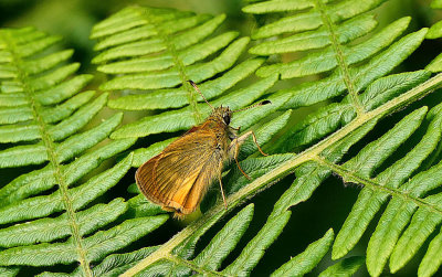 Large Skipper.