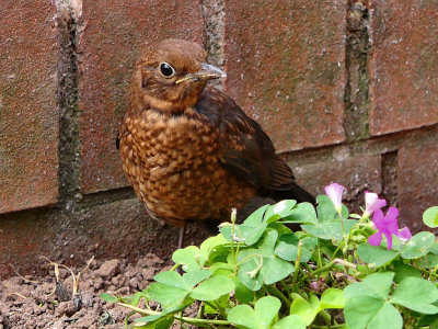 Young Blackbird.