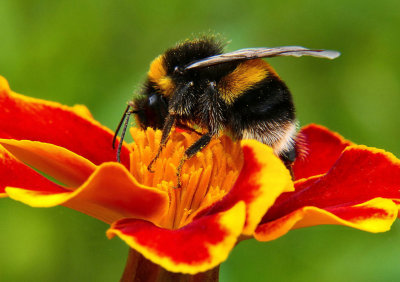 Bumblebee on a Marigold.