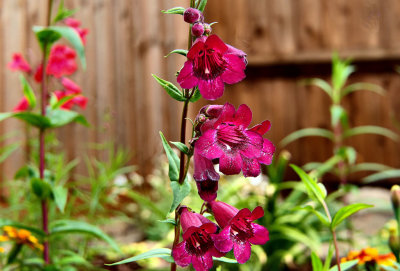 Penstemon.