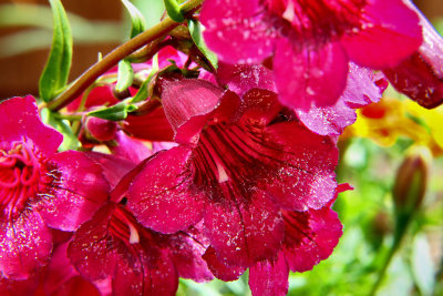 Penstemon.