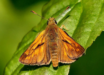 Large Skipper.