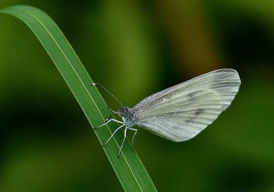 Wood White.