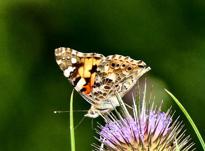 Painted Lady.