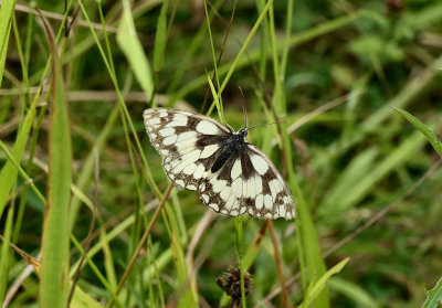 Marbled White.