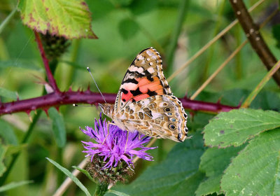 Painted Lady.