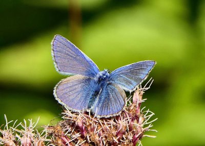 Common Blue Butterfly (male).