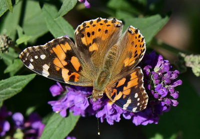 Painted Lady.