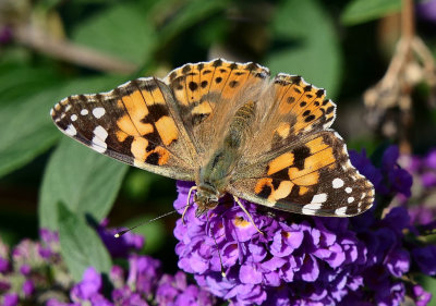 Painted Lady.