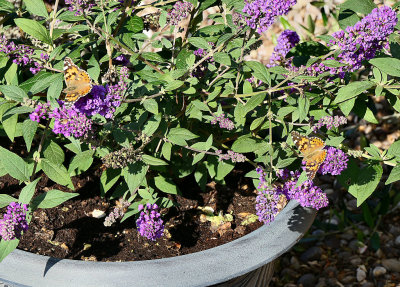 Painted Ladies.