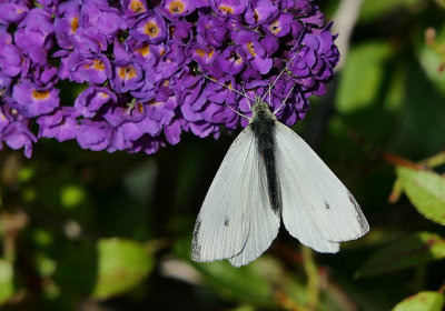 Small White.