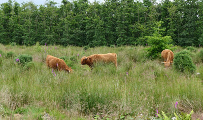 Highland Cattle.