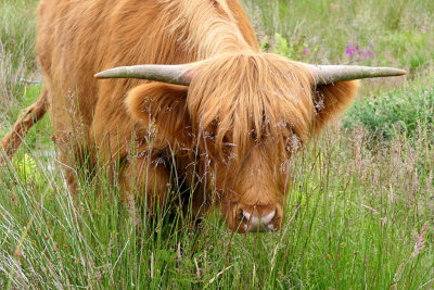 Highland Bull.