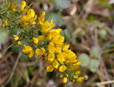 Gorse.