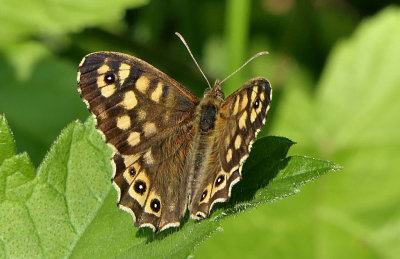 Speckled Wood.