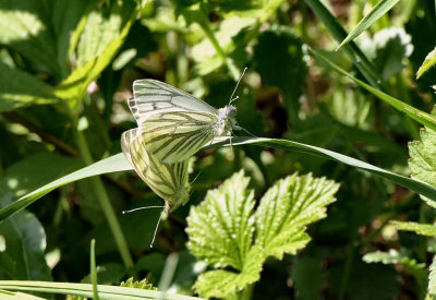 Green-veined White's (mating).